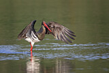 Image. Black Stork