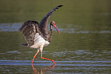 Image. Black Stork