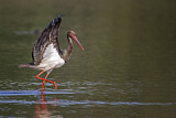 Image. Black Stork