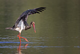 Image. Black Stork