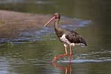 Image. Black Stork