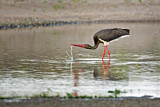 Image. Black Stork
