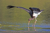 Image. Black Stork