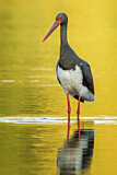 Image. Black Stork