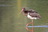 Image. Black Stork