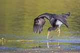Image. Black Stork