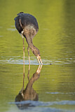 Image. Black Stork