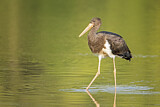 Image. Black Stork
