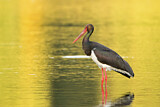 Image. Black Stork