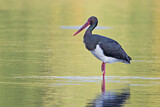 Image. Black Stork