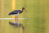 Image. Black Stork