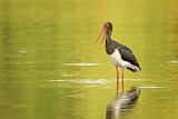 Image. Black Stork