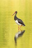 Image. Black Stork