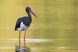 Image. Black Stork