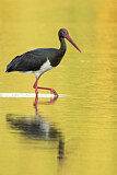 Image. Black Stork