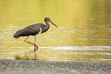 Image. Black Stork