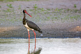 Image. Black Stork
