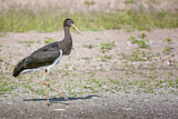 Image. Black Stork