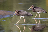 Image. Black Stork