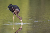Image. Black Stork