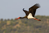Image. Black Stork