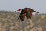 Image. Black Stork