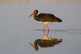 Image. Black Stork