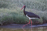 Image. Black Stork