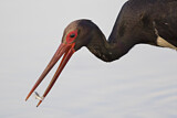 Image. Black Stork