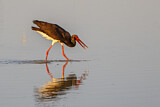 Image. Black Stork