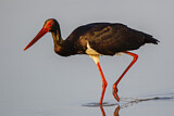 Image. Black Stork