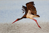 Image. Black Stork