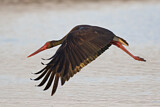 Image. Black Stork