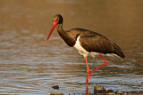 Image. Black Stork