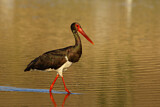 Image. Black Stork
