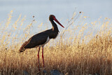 Image. Black Stork