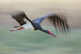 Image. Black Stork