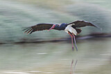 Image. Black Stork