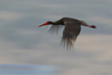Image. Black Stork