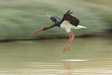 Image. Black Stork