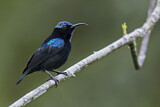 Image. Black Sunbird