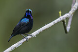 Image. Black Sunbird