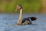 Image. Black Swan