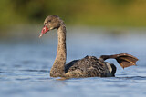 Image. Black Swan