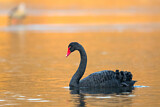 Image. Black Swan