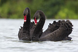 Image. Black Swan