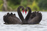 Image. Black Swan
