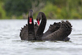 Image. Black Swan