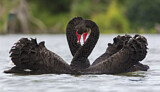 Image. Black Swan