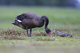 Image. Black Swan